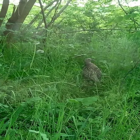 Gæstehus Edelnice Gornja Trepča