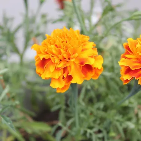 Edelnice * Gornja Trepča