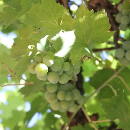 Edelnice Gæstehus *